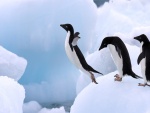 Pingüinos saltando en el hielo