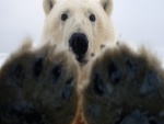 Las garras y la cabeza de un oso polar