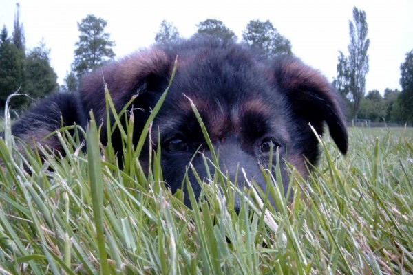 Un perro escondido en la hierba