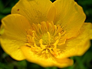 Postal: Flor amarilla de pétalos redondeados