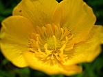 Flor amarilla de pétalos redondeados