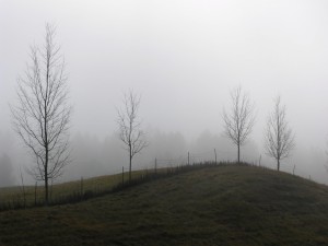 Árboles ocultos por la niebla