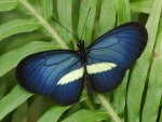 Mariposa azul y blanca posada en una planta