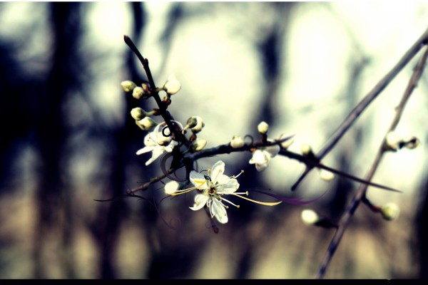 Una rama con flores blancas