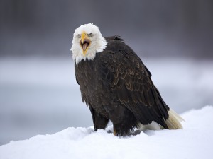 Águila calva en la nieve