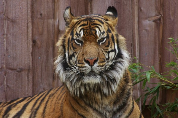 Tigre encerrado en un zoológico