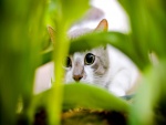 Gato oculto en la hierba