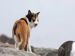 Postal: Gatos callejeros entre las rocas