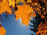 Las hojas de otoño cubren el sol