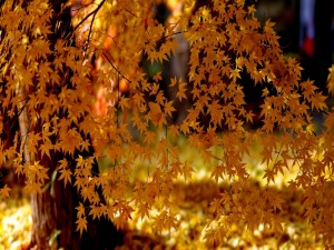 Árbol con hojas amarillas bajo la luz