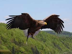 Postal: Un águila calva joven