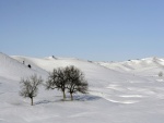 Árboles en un paisaje nevado