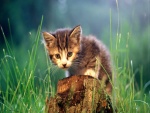 Gatito con cara triste en la hierba