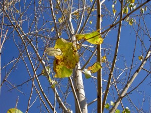 Postal: Árbol con pocas hojas a finales del otoño