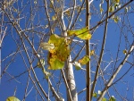 Árbol con pocas hojas a finales del otoño
