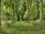Camino verde entre los árboles