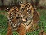 Dos lindos cachorros de tigre
