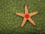 Preciosa estrella de mar