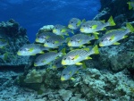 Grupo de peces cerca de rocas marinas