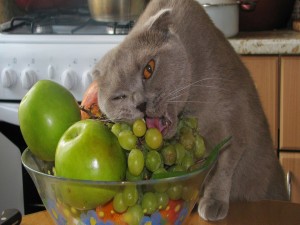 Gato comiendo las uvas del frutero