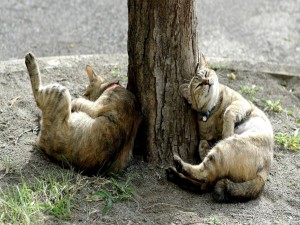 Postal: Dos gatos durmiendo bajo el árbol