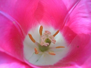 Postal: El interior de una flor rosa