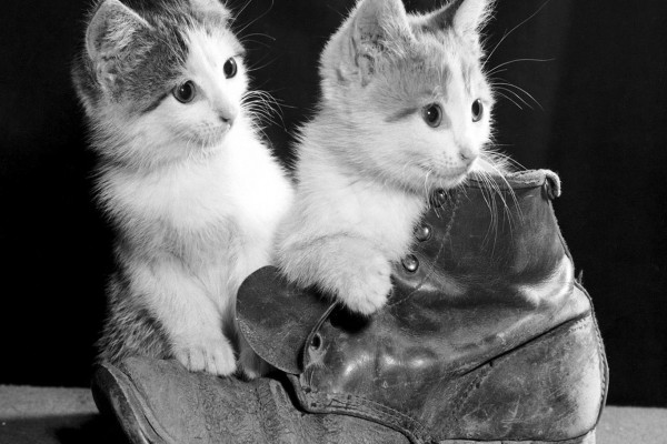 Dos gatitos jugando con una bota