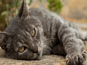 Postal: Gato gris tumbado