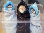 Tres gatitos muy arropados