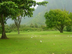 Pradera verde con aves blancas