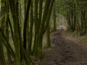 Postal: Camino oscuro entre los árboles del bosque