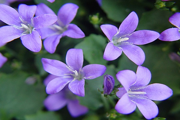 Flores de color lila (21310)