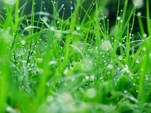 Hierba mojada por la lluvia