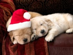 Perros dormidos en Navidad