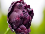 Gotas de rocío sobre un tulipán color púrpura