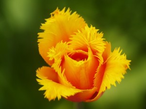Postal: Tulipán amarillo
