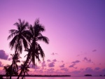 Palmeras y cielo púrpura en una playa