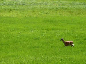 Pequeño ciervo corriendo en la hierba