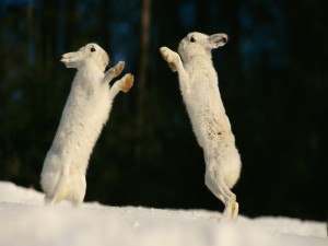 Postal: Dos liebres en la nieve