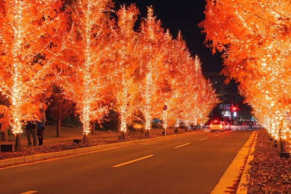 Carretera con árboles iluminados