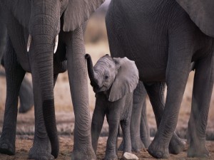 Postal: Pequeño elefante