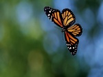 Mariposa con las alas extendidas en el aire