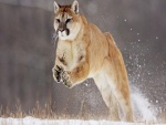 Puma saltando en la nieve