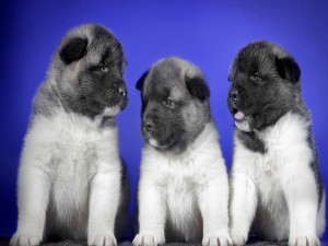 Tres cachorros blancos y negros