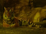 Tigre descansando en la sombra