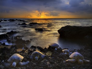 Postal: Tortugas saliendo del mar