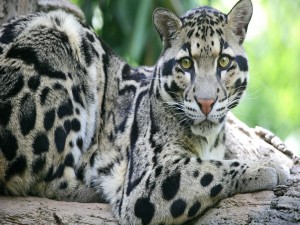 Leopardo Longibando (Neofelis nebulosa)