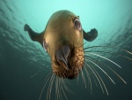 La cara de un león marino bajo el agua