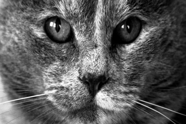 La cara de un gato vista en blanco y negro