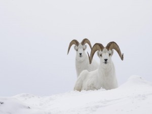 Cabras blancas en la nieve